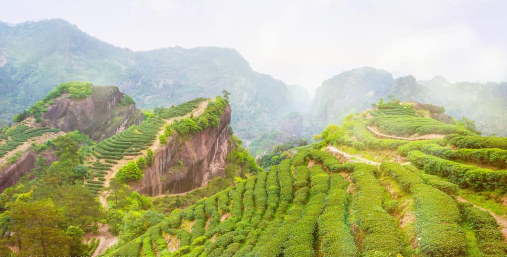 Types of Tea: The Complete Guide to Every Tea & How to Brew It