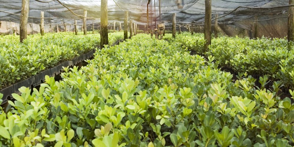 Yerba Mate plantation teapro-yerba mate vs matcha-matcha vs yerba mate- yerba mate caffeine-matcha caffeine content-yerba mate benefits-matcha health benefits- yerba mate or matcha for energy