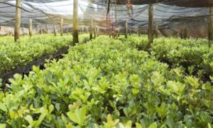 Yerba Mate plantation teapro-yerba mate vs matcha-matcha vs yerba mate- yerba mate caffeine-matcha caffeine content-yerba mate benefits-matcha health benefits- yerba mate or matcha for energy