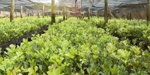 Yerba Mate plantation teapro