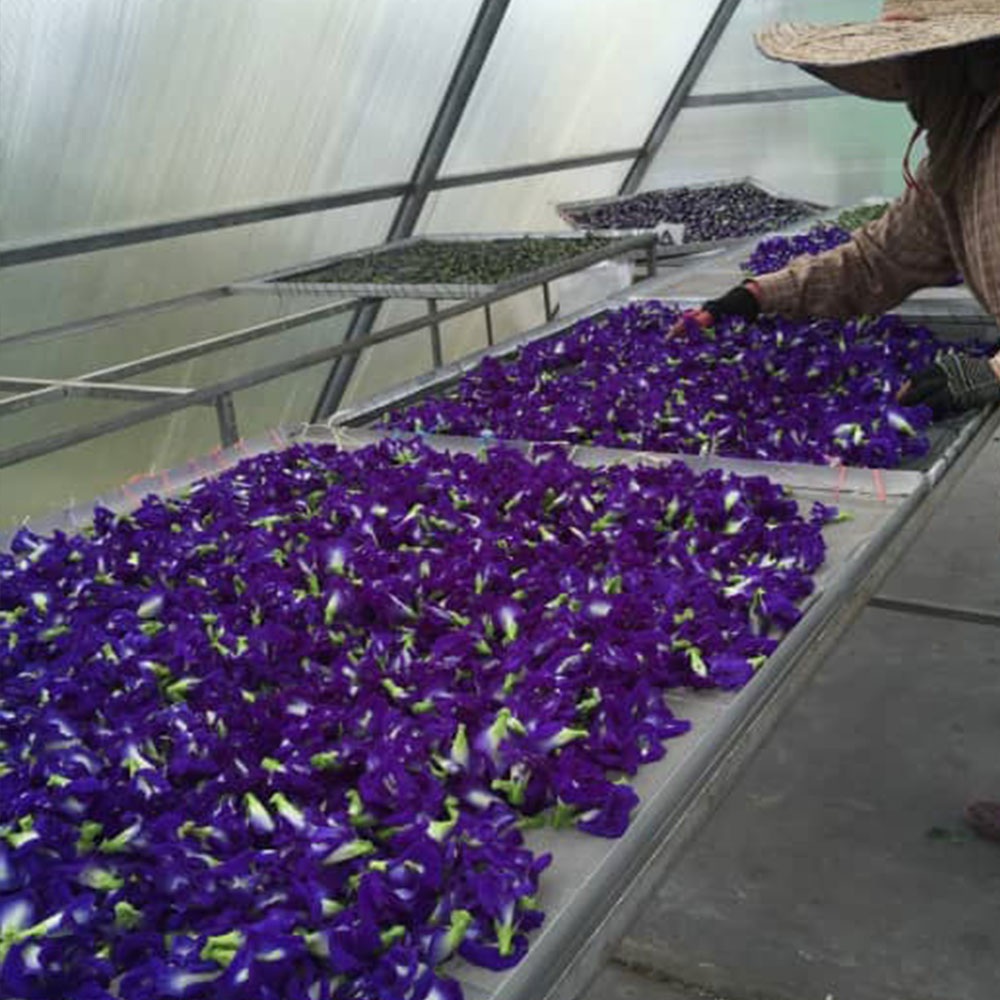 butterfly pea flower tea