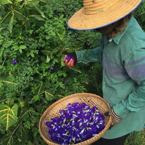 picking butterfly pea tea-butterfly pea flower tea