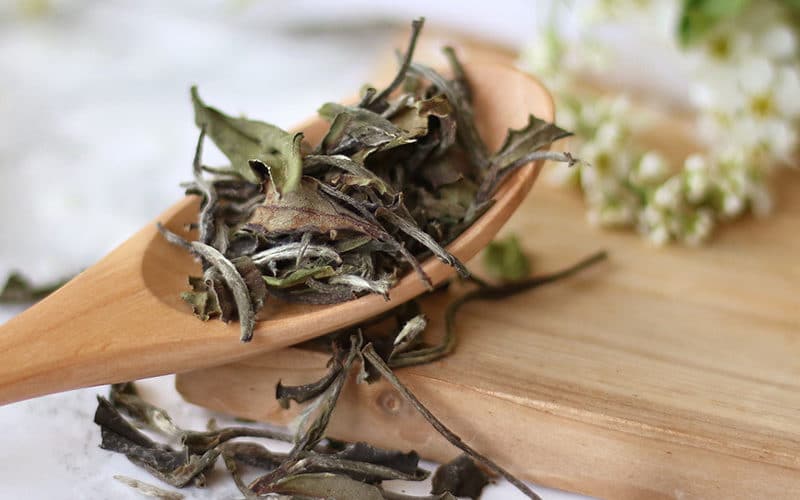 bai mu dan white peony - silver needle vs bai mu dan