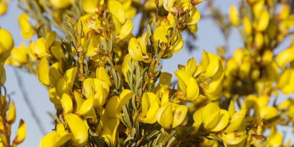 honeybush