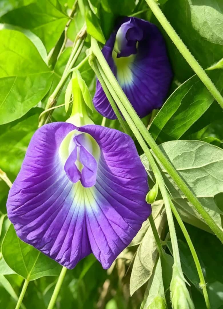 Butterfly Pea Flower Tea: The Complete Guide on Blue Tea
