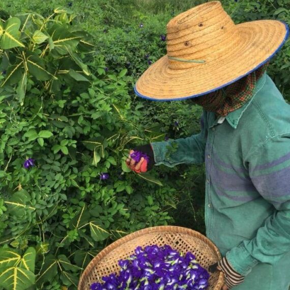 pea butterfly tea-blue tea-butterfly pea tea