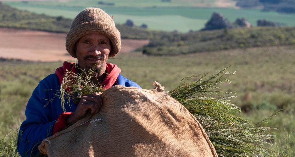Rooibos harvest - khoisan people