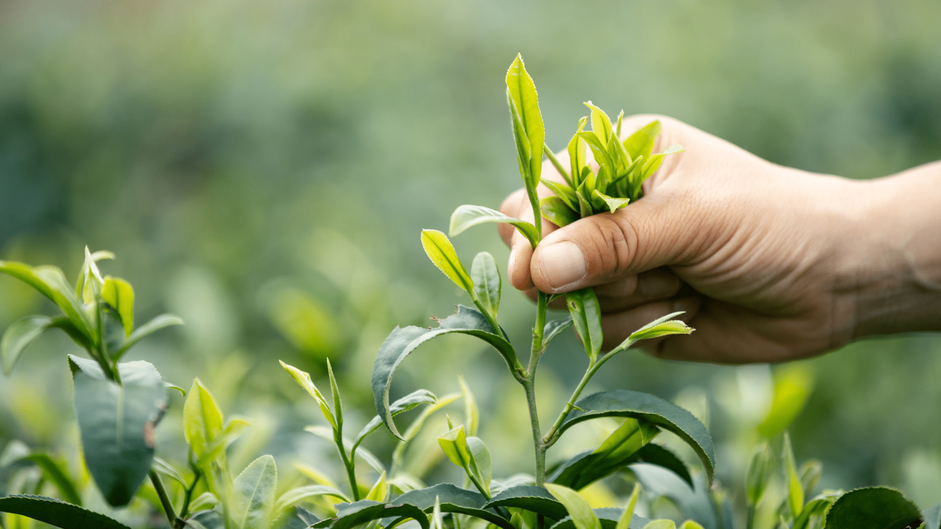 This picture shows how the top buds and leaves of Camellia Sinensis are picked to make white tea