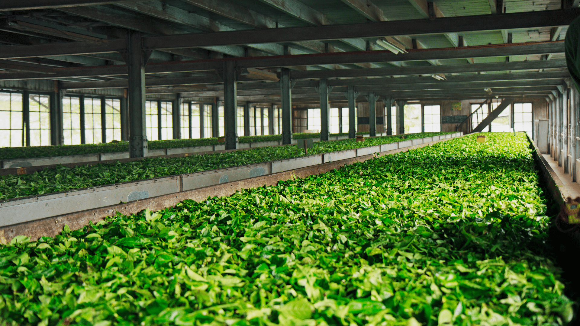 This picture shows how fresh white tea leaves that have been picked are laid down on big trays to wither