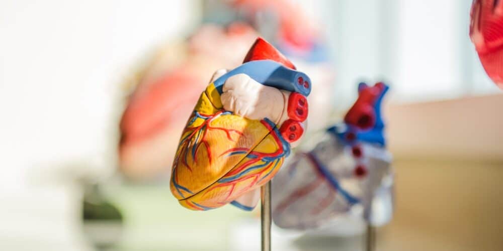 heart health rooibos tea benefits
