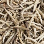 Silver Needle White Tea Processing
