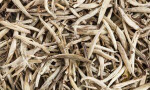 Silver Needle White Tea Processing