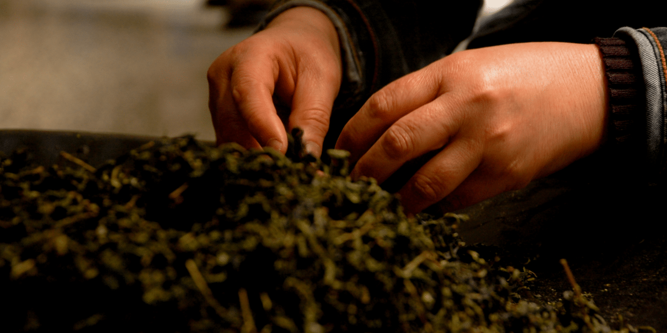 This photo shows the hands of a tea master picking the finest tea leaves - the stage four of White Tea Processing