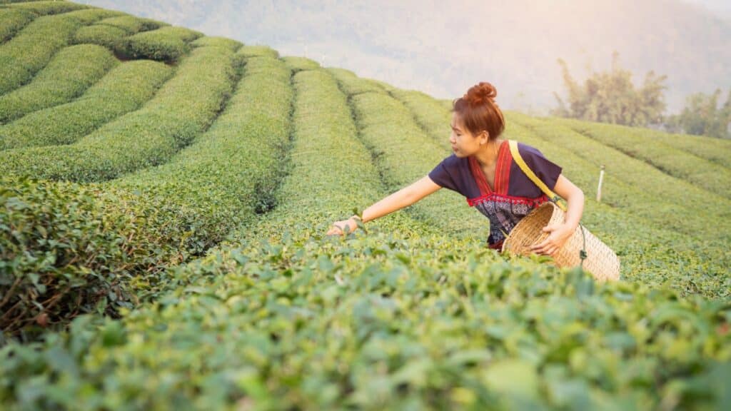 This picture showcases the first stage of the white tea processing, which is picking the finest tea leaves. In the picture, there is a woman, holding a bamboo basket to her waist, picking up the softest and most tender tea buds