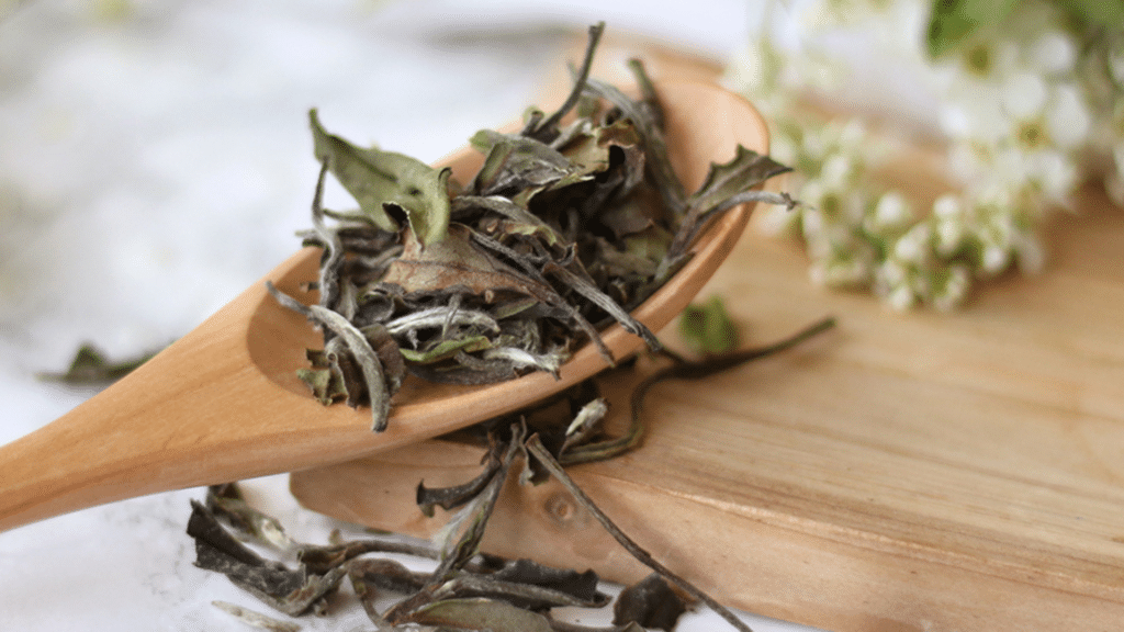 White Tea Processing - does white tea have caffeine - white tea vs green tea which is healthier