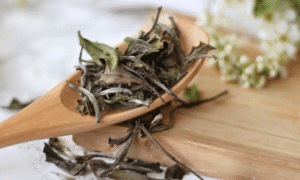 White Tea Processing - does white tea have caffeine - white tea vs green tea which is healthier