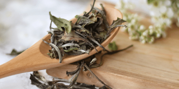 White Tea Processing - does white tea have caffeine