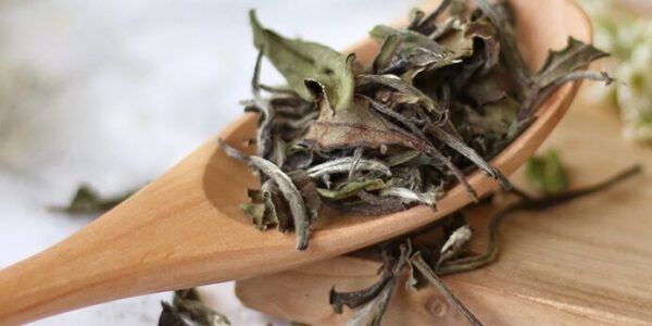 White Tea Processing