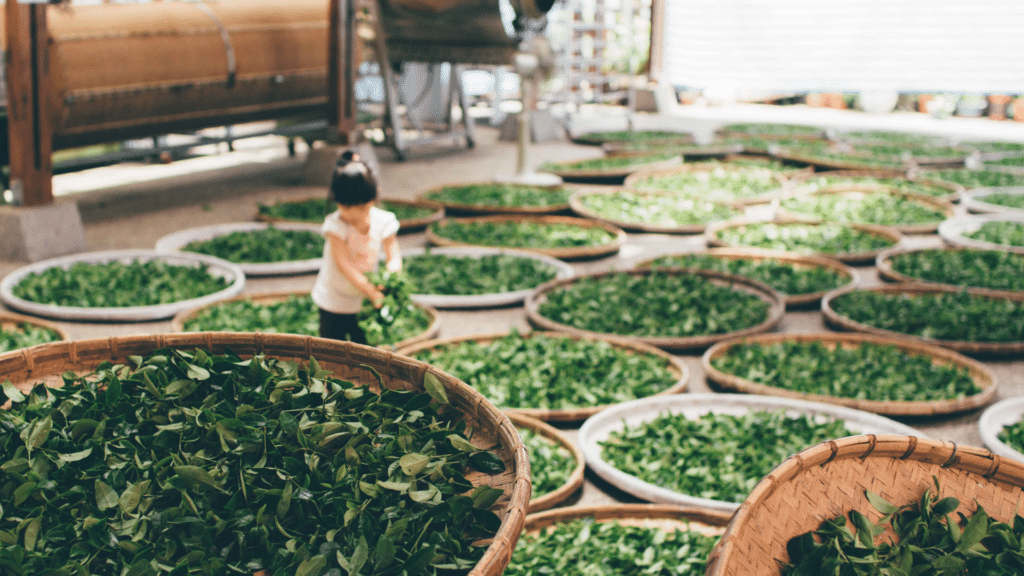 This picture shows the withering stage in white tea processing. Tea buds and tea leaves are left on bamboo trays in a dry, fairly shaded place to wither