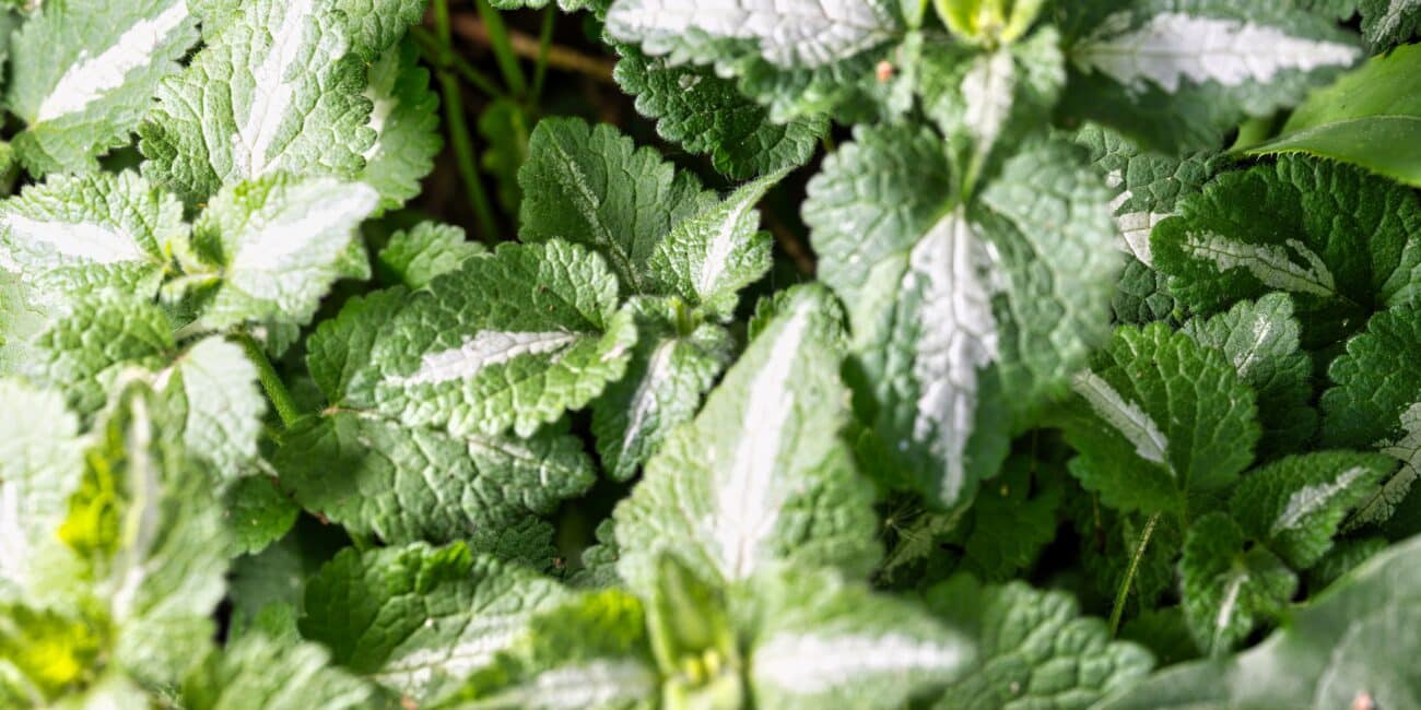 lemon balm