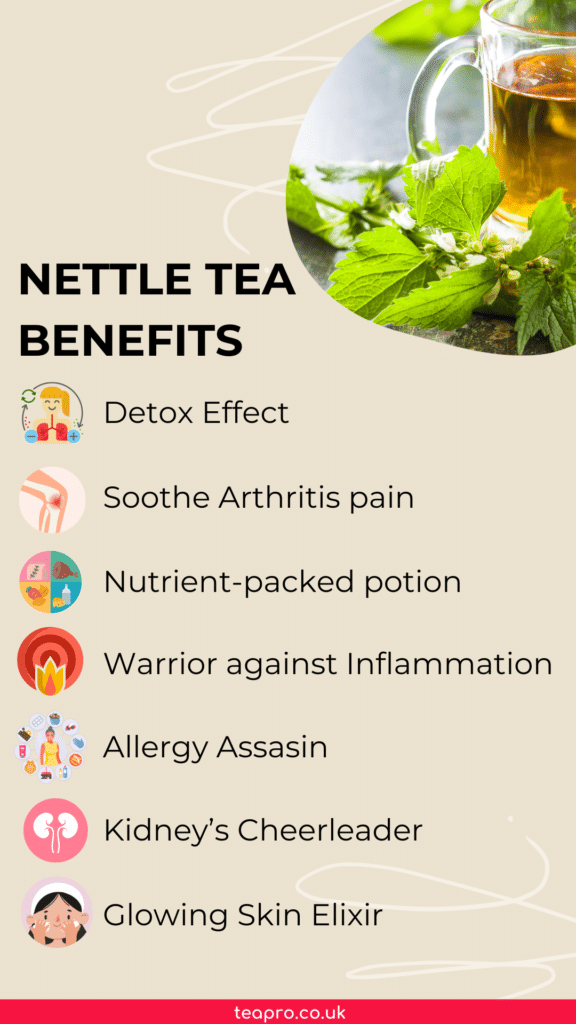 Nettle - Herbal Revolution