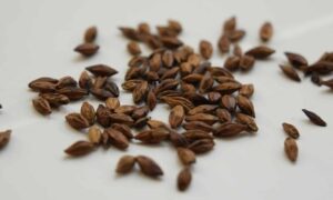 herbal tea blending, base herbs for tea, herbs for tea blending, DIY herbal tea blends, rooibos tea benefits, yerba mate benefits, chamomile tea benefits, butterfly pea tea benefits, lotus leaf tea benefits, how to blend herbal tea, barley tea