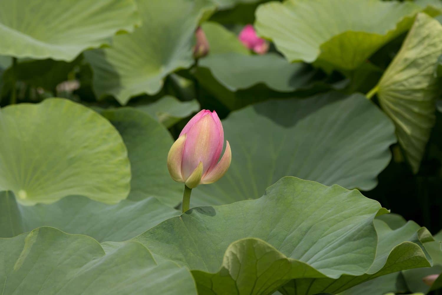 5 Unique Health Benefits of Lotus