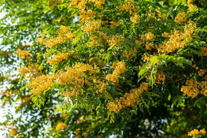 Paduke Tree The Health Benefits of African Padauk Dried Bark Tea