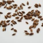 Barley Tea
