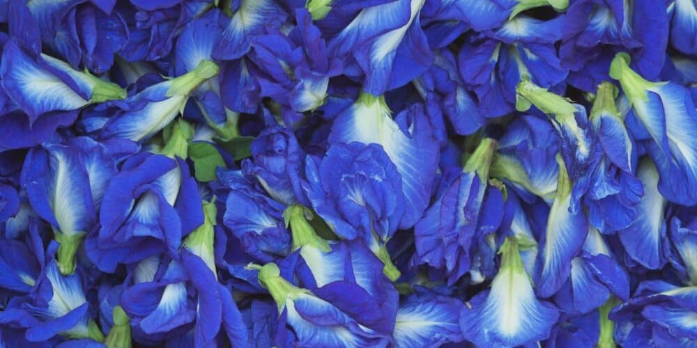 herbal tea blending, base herbs for tea, herbs for tea blending, DIY herbal tea blends, rooibos tea benefits, yerba mate benefits, chamomile tea benefits, butterfly pea tea benefits, lotus leaf tea benefits, how to blend herbal tea, butterfly pea tea