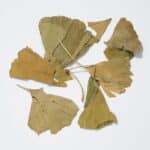 Ginkgo Biloba Tea