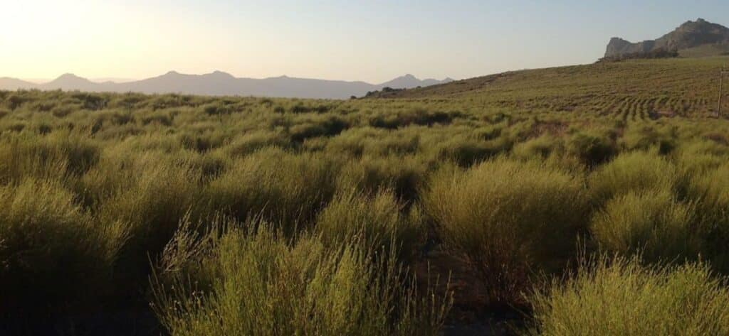 Cenderberg region Rooibos plantation Rooibos tea benefits
