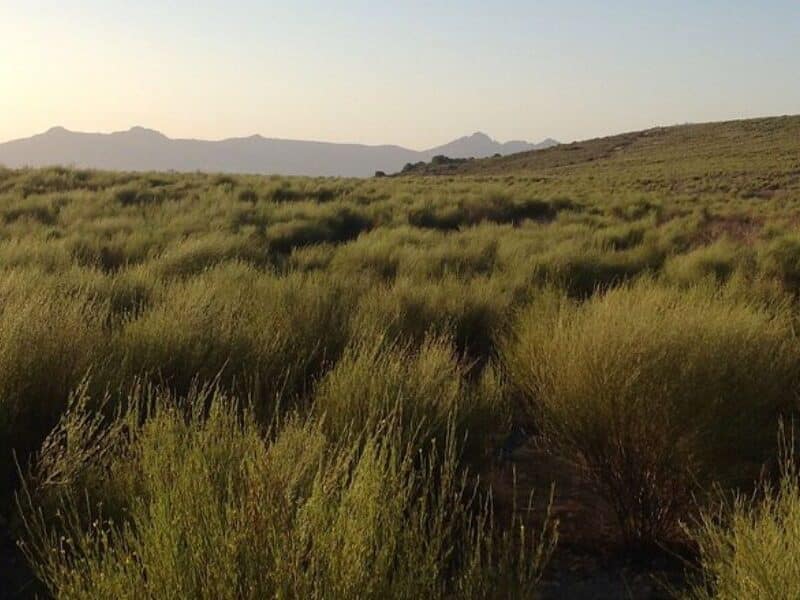 Cenderberg region Rooibos plantation Rooibos tea benefits