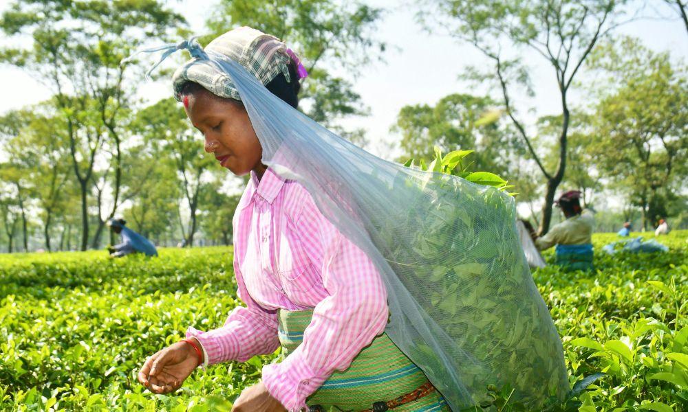 What is black tea the complete guide - Assam India-advantage of drinking black tea- advantages of black tea- advantages of drinking black tea- is drinking black tea healthy- black tea is good for health- is black tea good for- black tea is good for- what is black tea good for- health benefits drinking black tea- health benefits of black tea- health benefits of drinking black tea- health benefits from black tea