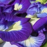 Butterfly Pea Flower Tea: The Complete Guide