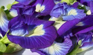 Butterfly Pea Flower Tea: The Complete Guide