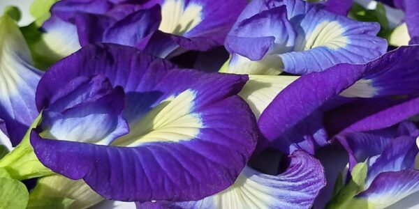 Butterfly Pea Flower Tea: The Complete Guide