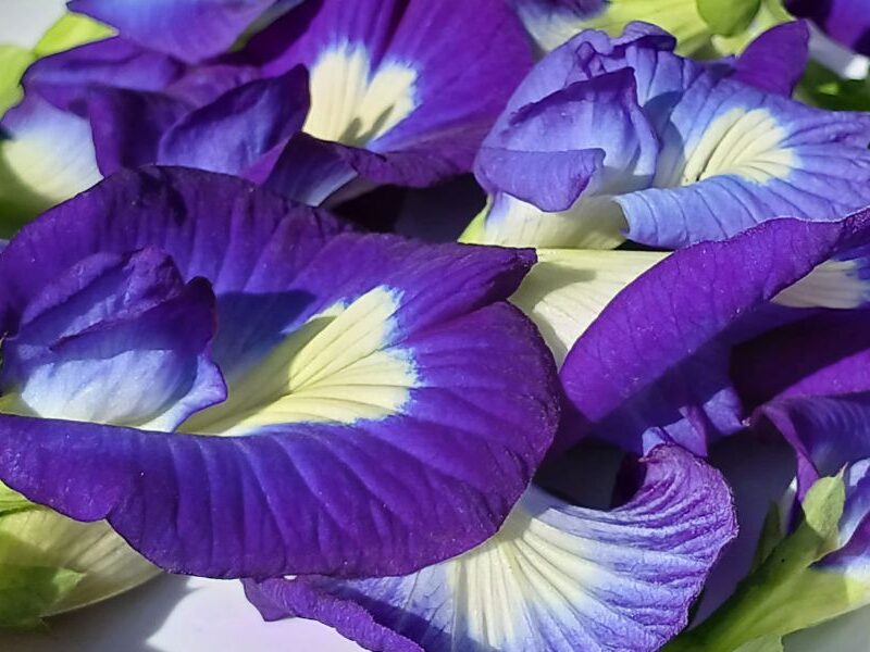 Butterfly Pea Flower Tea: The Complete Guide