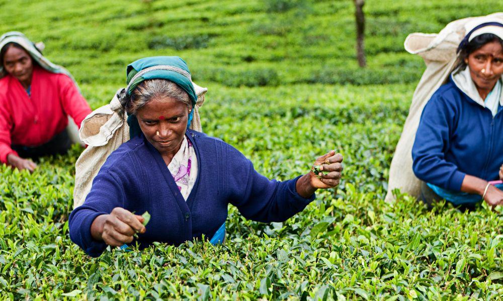 What is black tea the complete guide - Ceylon Sri lanka black tea - what does black tea do for the body- black tea good for you- black tea good for - benefits of black tea for women- what black tea good for- what black tea is good for- black tea is good for what- what does black tea help with- is unsweetened black tea good for you- what are the health benefits of black tea- what does black tea do
