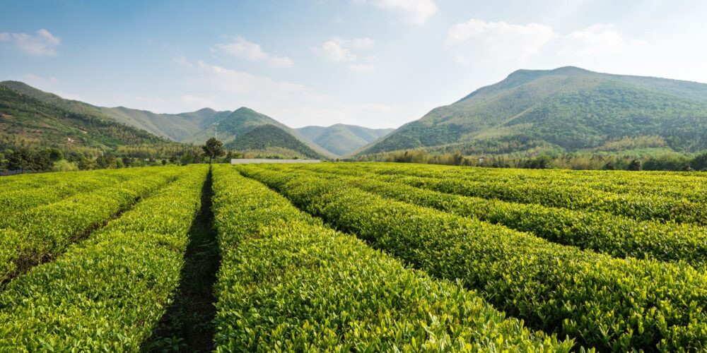 chinese black tea farm -how to brew loose leaf black tea - advantage of drinking black tea- advantages of black tea- advantages of drinking black tea- is drinking black tea healthy- black tea is good for health
