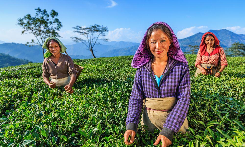 what is black tea the complete guide - darjeeling india black tea - advantage of drinking black tea- advantages of black tea- advantages of drinking black tea- is drinking black tea healthy- black tea is good for health- is black tea good for- black tea is good for- what is black tea good for- health benefits drinking black tea- health benefits of black tea- health benefits of drinking black tea- health benefits from black tea