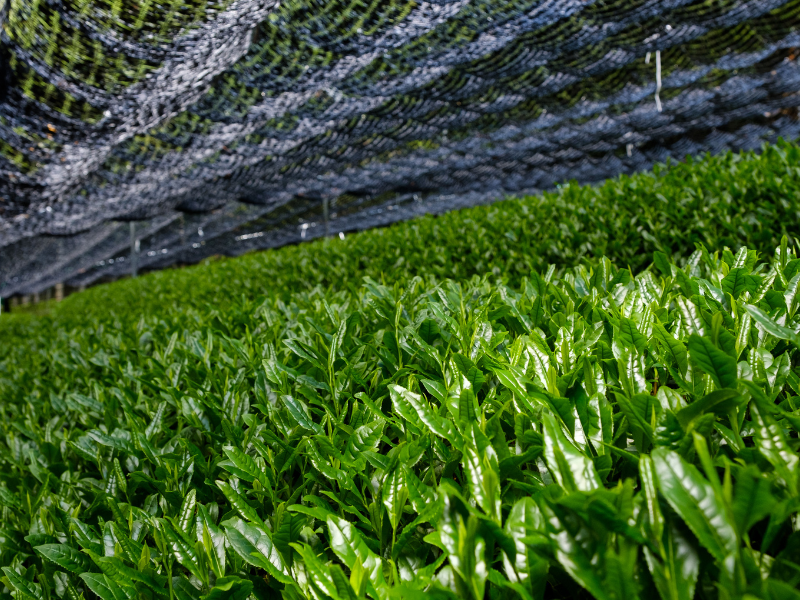 gyokuro Does Black Tea Have More Caffeine Than Green Tea? | Teapro - 5 best green teas - best green tea to drink-best green tea to drink- healthiest green tea to drink- what green tea is good- what is best green tea to drink- best flavour of green tea- best green tea flavor- best flavor green tea-genmaicha tea- japanese matcha- japanese sencha tea- sencha tea from japan- hojicha tea- gyokuro green tea- japanese sencha- kukicha tea- bancha green tea- roasted rice green tea- huge cluster of matcha sub-keywords too- most common everyday Japanese green tea- roasted green tea- shade-grown, premium stem tea- lower grade sencha- sencha green tea from japan- sencha japanese tea-japanese teas-japanese tea-japan tea-best japanese teas- premium japanese green tea,-japanese matcha-japanese sencha tea-gyokuro green tea- hojicha tea-genmaicha tea-kukicha tea-bancha green tea-japanese black tea-japanese oolong tea-japanese white tea