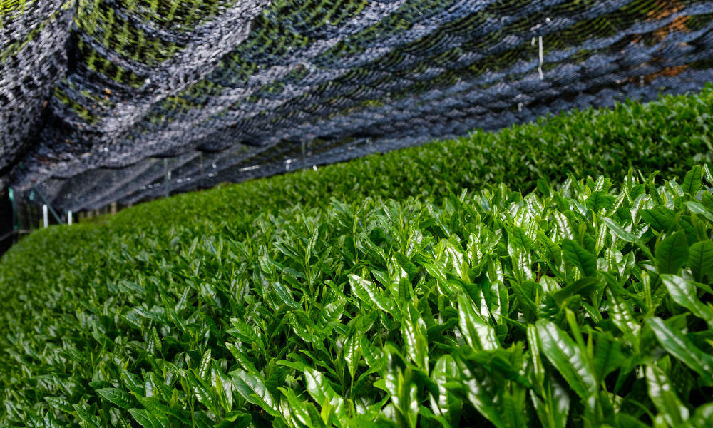 gyokuro Does Black Tea Have More Caffeine Than Green Tea? | Teapro - 5 best green teas - best green tea to drink-best green tea to drink- healthiest green tea to drink- what green tea is good- what is best green tea to drink- best flavour of green tea- best green tea flavor- best flavor green tea-genmaicha tea- japanese matcha- japanese sencha tea- sencha tea from japan- hojicha tea- gyokuro green tea- japanese sencha- kukicha tea- bancha green tea- roasted rice green tea- huge cluster of matcha sub-keywords too- most common everyday Japanese green tea- roasted green tea- shade-grown, premium stem tea- lower grade sencha- sencha green tea from japan- sencha japanese tea-japanese teas-japanese tea-japan tea-best japanese teas- premium japanese green tea,-japanese matcha-japanese sencha tea-gyokuro green tea- hojicha tea-genmaicha tea-kukicha tea-bancha green tea-japanese black tea-japanese oolong tea-japanese white tea-green tea japan