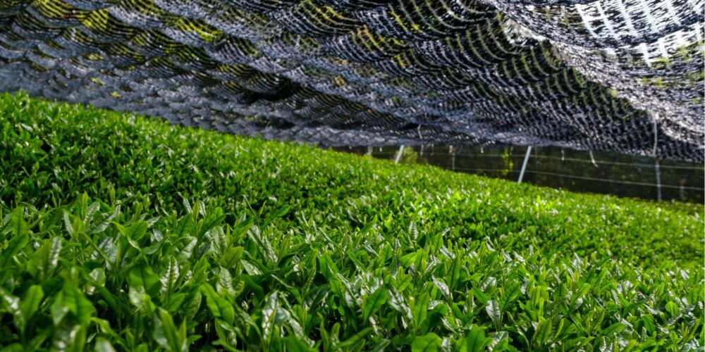 how matcha is grown and made - matcha and L-theanine - how to spot a fake matcha-Yerba Mate plantation teapro-yerba mate vs matcha-matcha vs yerba mate- yerba mate caffeine-matcha caffeine content-yerba mate benefits-matcha health benefits- yerba mate or matcha for energy-yerba mate vs matcha