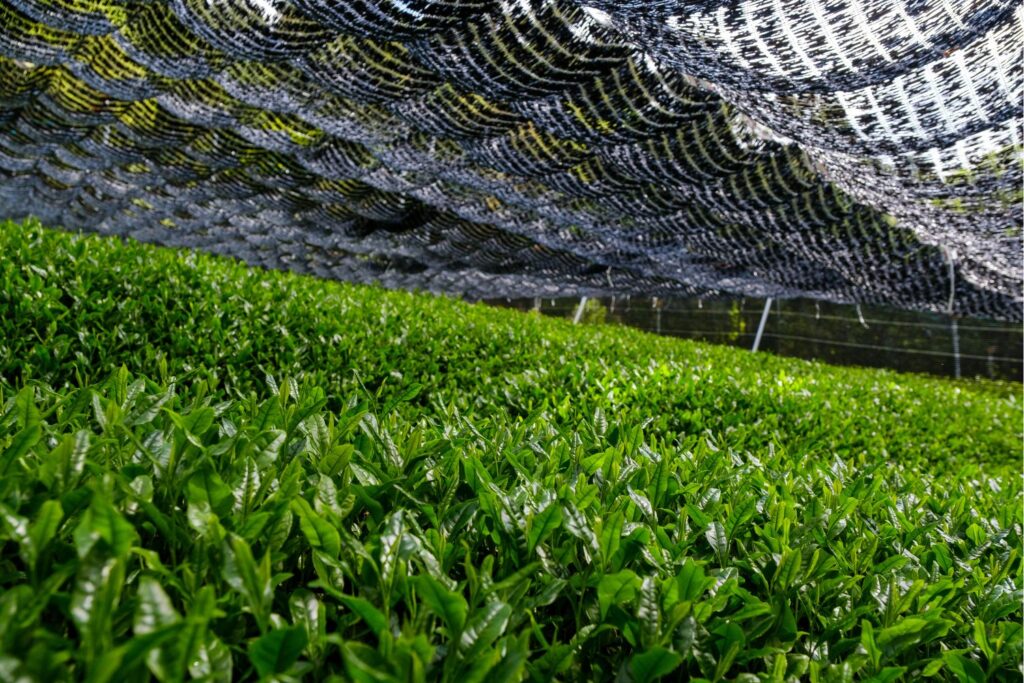 how matcha is grown and made - matcha and L-theanine - how to spot a fake matcha-Yerba Mate plantation teapro-yerba mate vs matcha-matcha vs yerba mate- yerba mate caffeine-matcha caffeine content-yerba mate benefits-matcha health benefits- yerba mate or matcha for energy-yerba mate vs matcha