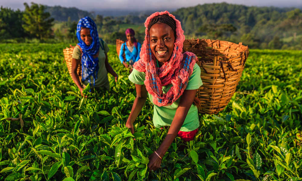 What is black tea the complete guide - does black tea have health benefits- the benefits of black tea- the benefit of black tea- how is black tea good for you- does black tea have any health benefits- why is black tea good for you-