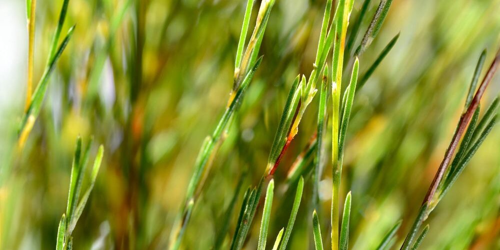 rooibos tea plant