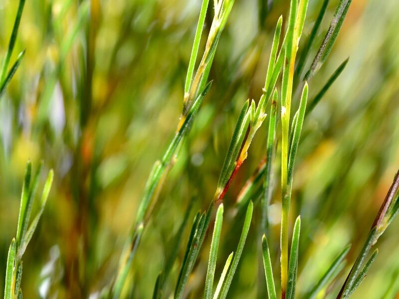rooibos tea plant