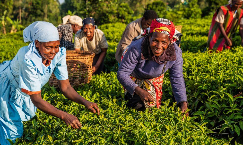 What is black tea the complete guide - Tea field Rwanda Africa-what is the benefits of drinking black tea- black leaf tea benefits- black tea uses- the benefits of drinking black tea- is drinking black tea everyday good for you- black tea leaves benefits- medicinal properties of black tea- is black tea good for you to drink