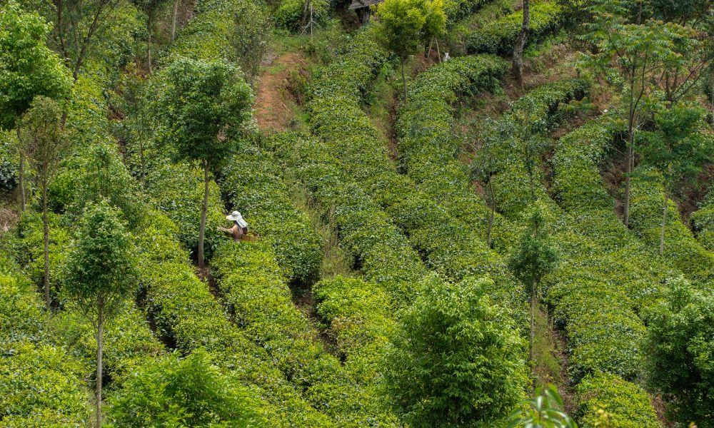 Yunnan China black tea